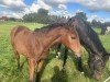 foal by Die Eine (Westphalian, 2024, from Dancing Heros de Rock 1 Z)