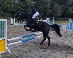 horse C'Bakar (Polish Warmblood, 2016, from Szach)