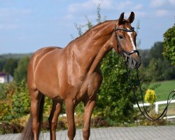 broodmare Solveigh (Westphalian, 2019, from Sir Heinrich OLD)