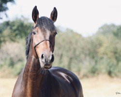 dressage horse Helia 75 (Holsteiner, 2015, from Lauck's Locke)