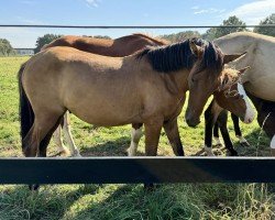 Pferd Feiner Glücksmoment (Deutsches Reitpony, 2023, von Für immer du)