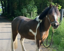 dressage horse Fahira 4 (Welsh Mix, 2009)