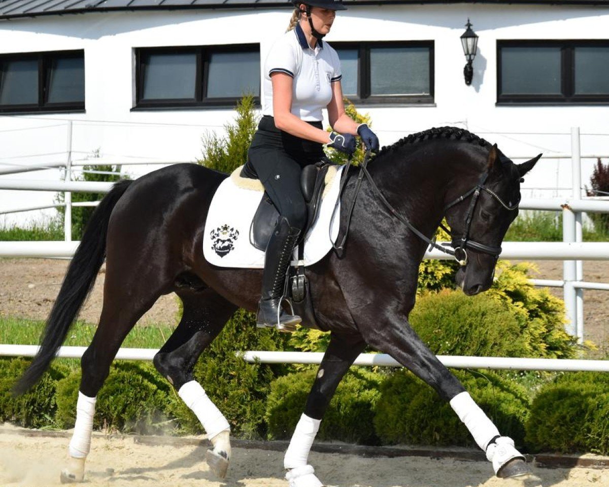 stallion Sassilo (Westphalian, 2018, from Secret)