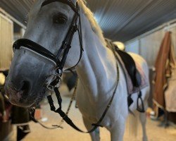 dressage horse Zobi (Lusitano, 2005)