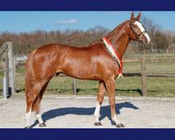 stallion Nixon van 't Meulenhof (Belgian Warmblood, 2013, from Denzel Vt Meulenhof)