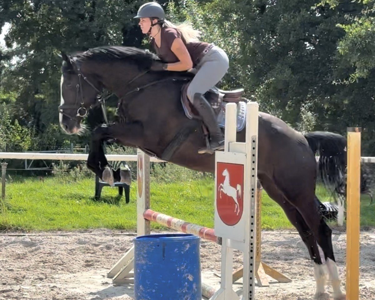 jumper Duranti 4 (Zangersheide riding horse, 2017, from Dominator 2000 Z)