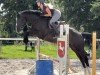 jumper Duranti 4 (Zangersheide riding horse, 2017, from Dominator 2000 Z)