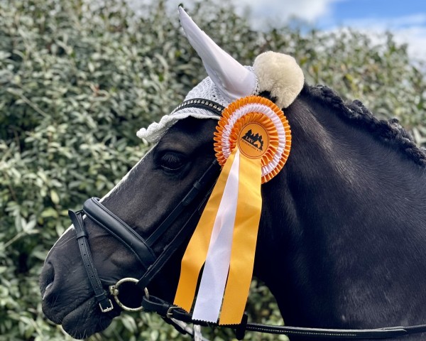 dressage horse Bailey B one (German Riding Pony, 2017, from Beach Boy)