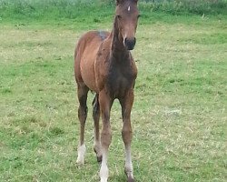 dressage horse Domani (Hanoverian, 2016, from Don Marcello)