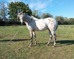 horse JK Bluehawks Doc (Appaloosa, 2021)