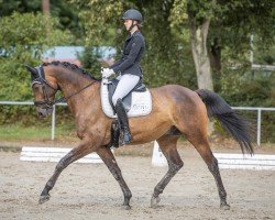 dressage horse Dujardin (Trakehner, 2015, from E.H. Millennium)