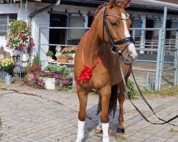 dressage horse Cosmonaut (German Riding Pony, 2019, from DSP Cosmo Royale)