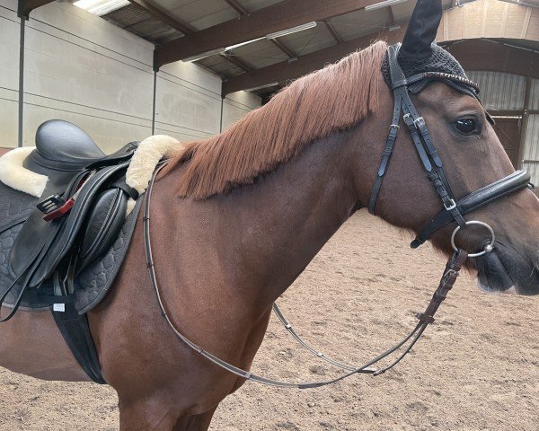 dressage horse Danciano 5 (German Riding Pony, 2015, from Dance Star AT)