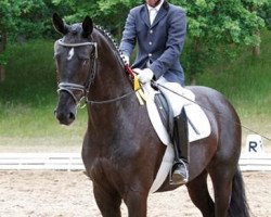 dressage horse Statement (Hanoverian, 2011, from Silbermond)