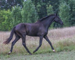 Pferd Total Lamborghini K (Hannoveraner, 2022, von Total McLaren)