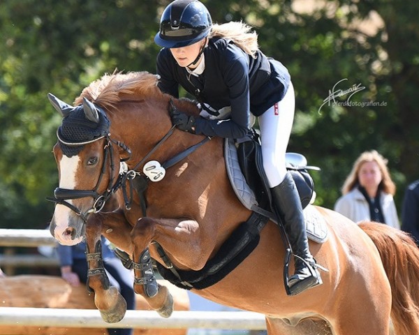 jumper Drumshambo (Pony without race description, 2010)