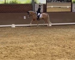 dressage horse Cremers Valentino (German Riding Pony, 2015, from Casimir Cassini)