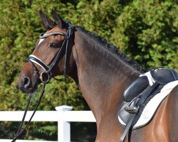 dressage horse Bonifacio 4 (Trakehner, 2014, from Heuberger TSF)