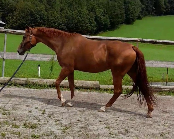 horse Rozana (polish noble half-breed, 2004, from Adiutant)