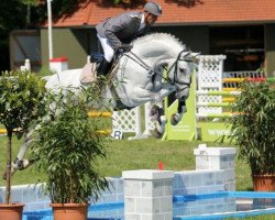 stallion Grey Top (Hanoverian, 2007, from Graf Top)