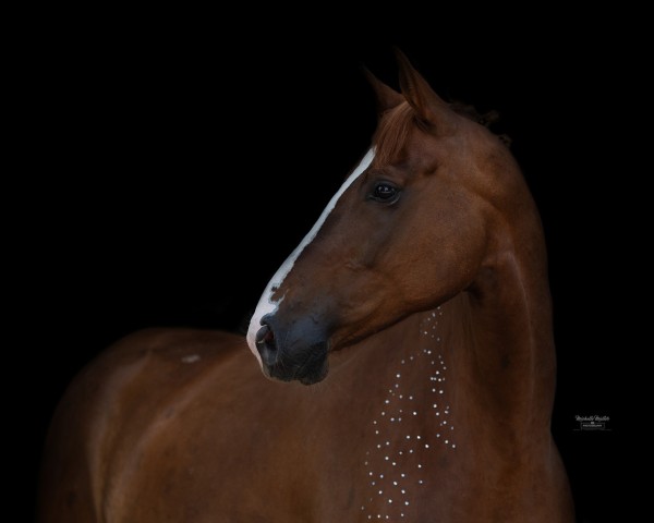 dressage horse My forever Dancing Queen (German Sport Horse, 2018, from DSP de Sandro)