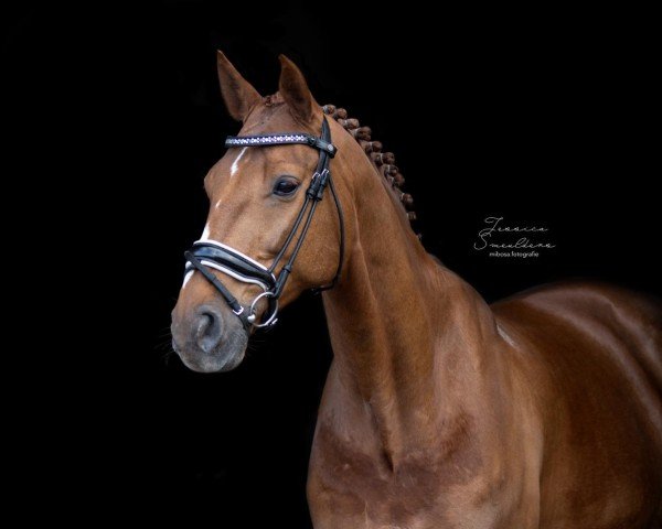 Pferd hadjari Biolley (Belgisches Warmblut,  , von Argentinus)