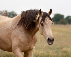 horse Chakra LP (Deutsches Sportpferd, 2021, from Raven)