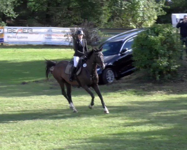 Reitturnier Scharnebeck 2024