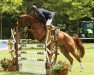 jumper Percy Fox (Hanoverian, 2009, from Perigueux)