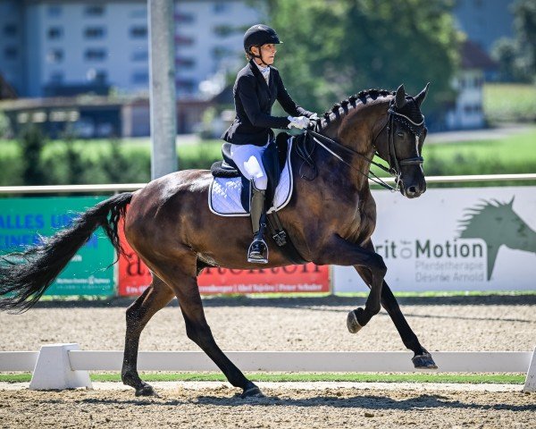 dressage horse Day-Light K (Swiss Warmblood, 2014, from Dante Weltino Old)