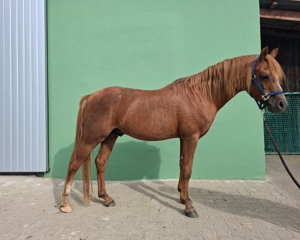 stallion Gregor'R von Renneberg (Welsh-Pony (Section B),  , from Greylight)