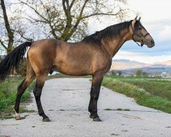 stallion Luminoso PM II (Pura Raza Espanola (PRE), 2006, from Pegaso IV)