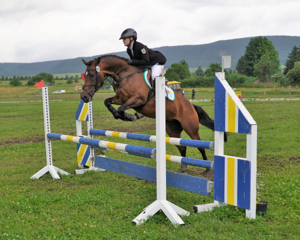 eventing horse Baka (Polish Warmblood, 2010, from Banita AA)