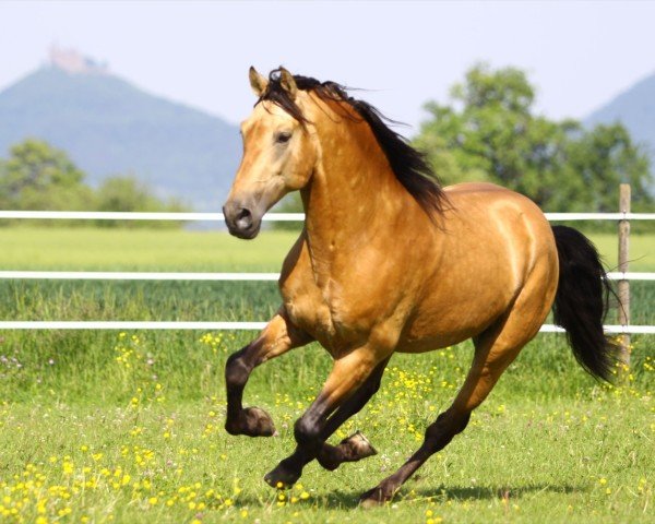 stallion Divino XVIII (Pura Raza Espanola (PRE), 2003, from Carmelo II)