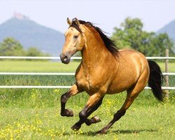 stallion Divino XVIII (Pura Raza Espanola (PRE), 2003, from Carmelo II)