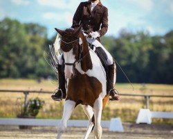 dressage horse Earl Mac Colour (Pinto / Hunter, 2009, from Eurolines)