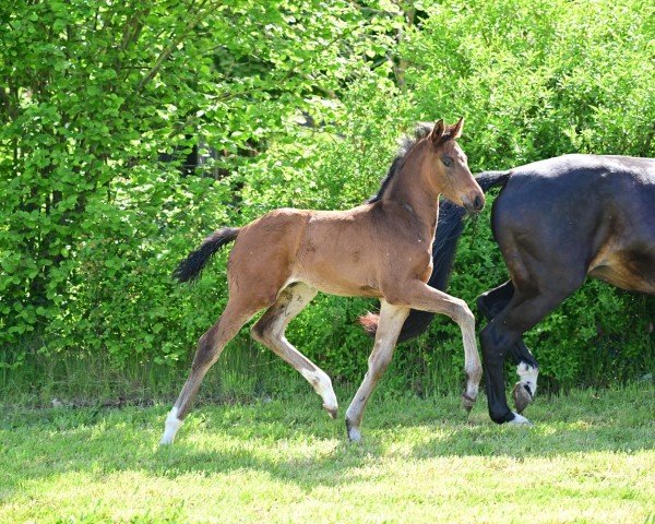 foal by Von Märchen B (German Sport Horse, 2024, from DSP VA Bene)