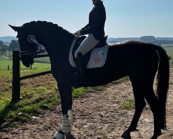 Dressurpferd Dance For Harry H.u. (Westfale, 2018, von D'Egalite)