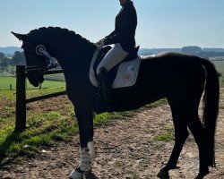 dressage horse Dance For Harry H.u. (Westphalian, 2018, from D'Egalite)