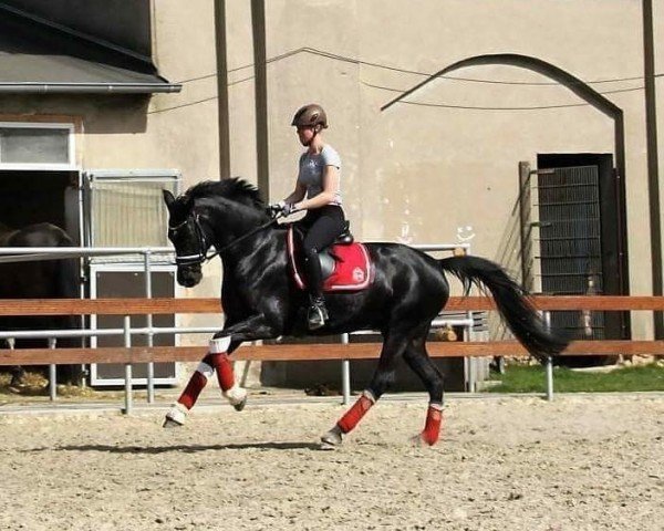 dressage horse Summerwind (Westphalian, 2009, from Show Star)