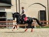 dressage horse Summerwind (Westphalian, 2009, from Show Star)