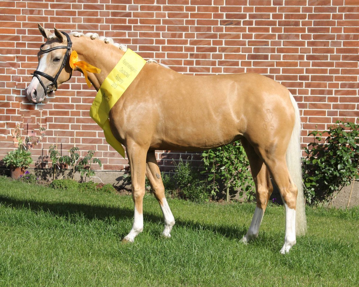 Zuchtstute Melli's July Royal (Deutsches Reitpony, 2010, von Casino Royale K WE)