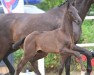 dressage horse Hengst von Vivaldos / Dante Weltino (Oldenburg, 2023, from Vivaldos)