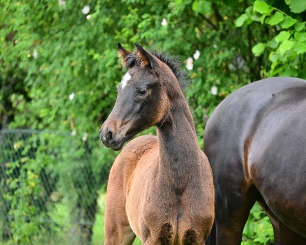 Fohlen von Valentina B (Deutsches Sportpferd, 2024, von DSP VA Bene)