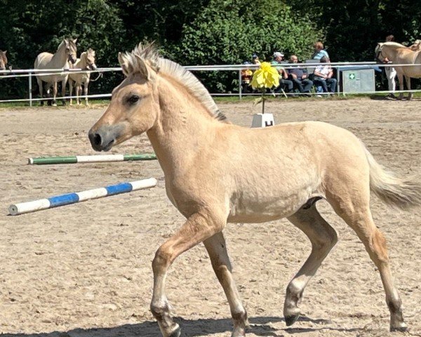 foal by Fluffeluff (Fjord Horse, 2024, from Fjelltor N.2527)