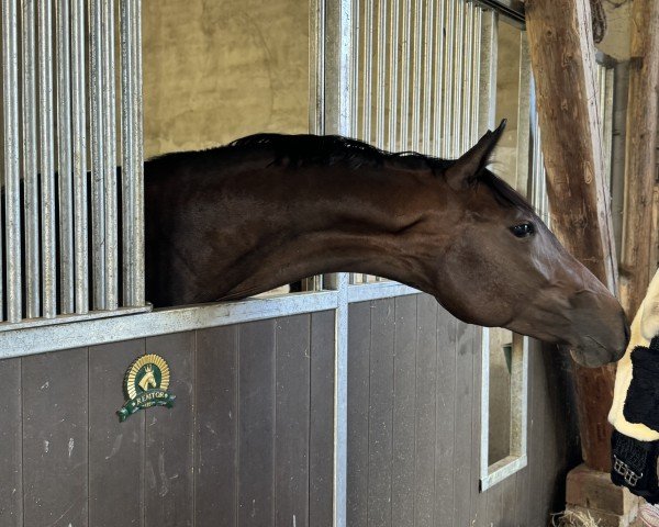 dressage horse Fran Fine RX (Westphalian, 2022, from Franziskus FRH)