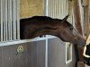 dressage horse Fran Fine RX (Westphalian, 2022, from Franziskus FRH)