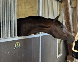 dressage horse Fran Fine RX (Westphalian, 2022, from Franziskus FRH)