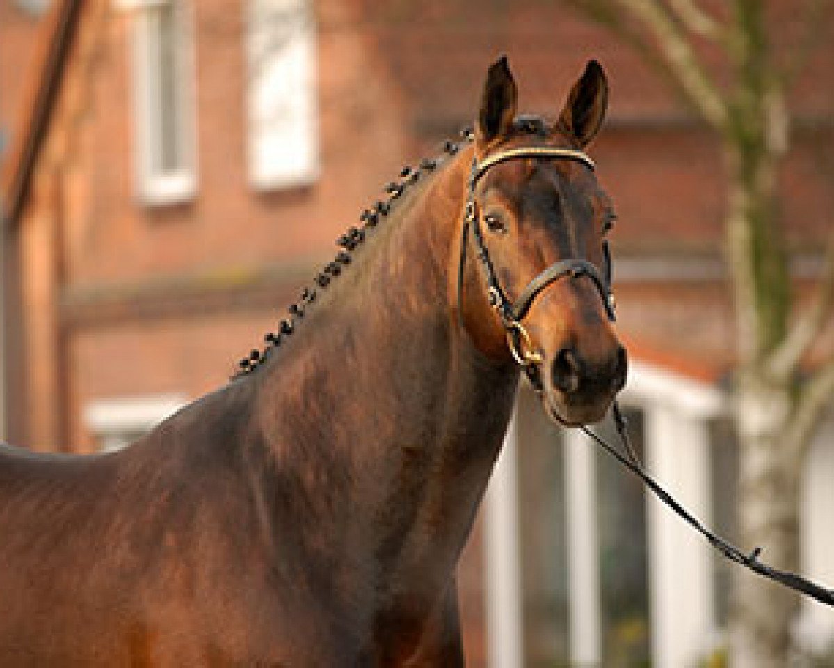 stallion Cezaro (Holsteiner, 1994, from Cantus)