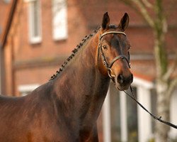 stallion Cezaro (Holsteiner, 1994, from Cantus)